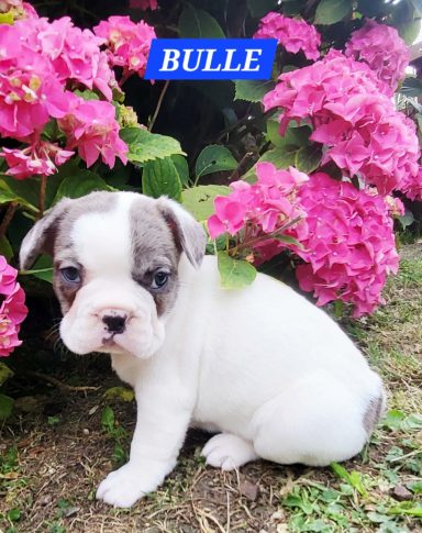 BULLE 1MOIS