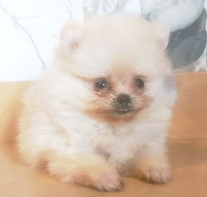 SOOKEE (BLANQUETTE) 1MOIS ET DEMI