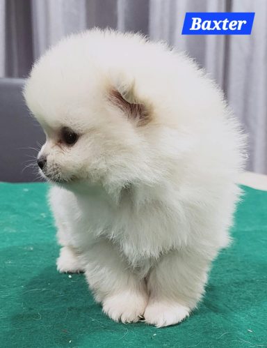 BAXTER 1MOIS ET 10JOURS