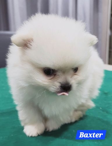 BAXTER 1MOIS ET 10JOURS