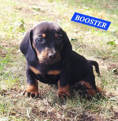 BOOSTER 5SEMAINES