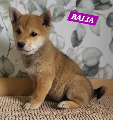BALIA 2MOIS ET DEMI