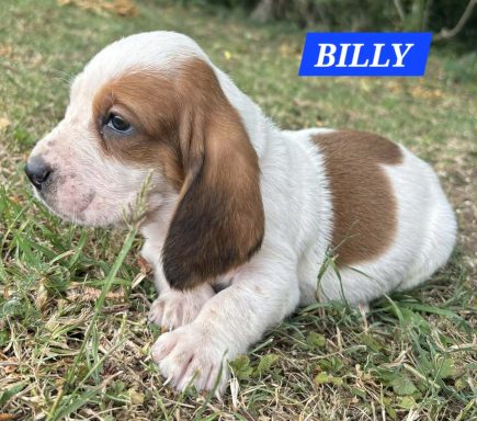 BILLY 1MOIS