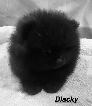 BLACKY 01/09