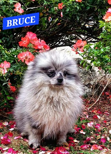 BRUCE 14/07