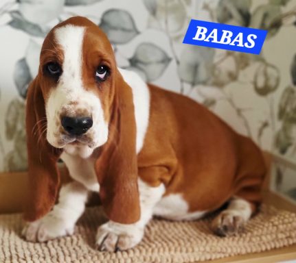 BABAS 2MOIS ET DEMI