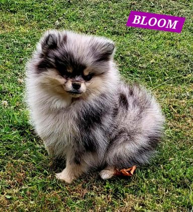 BLOOM 01/07