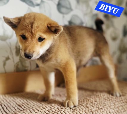 BIYU 2MOIS ET DEMI
