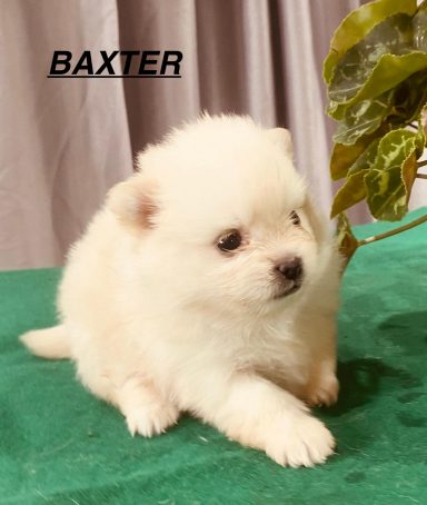 BAXTER 1MOIS