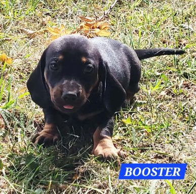 BOOSTER 5SEMAINES
