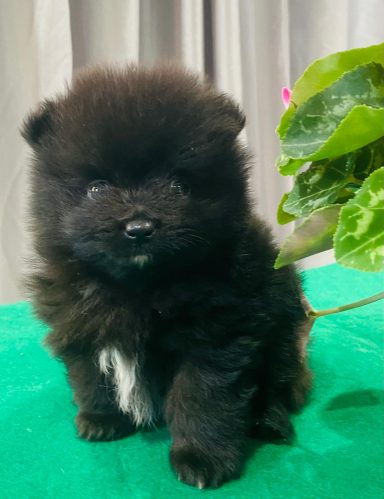 BUDDY 1MOIS