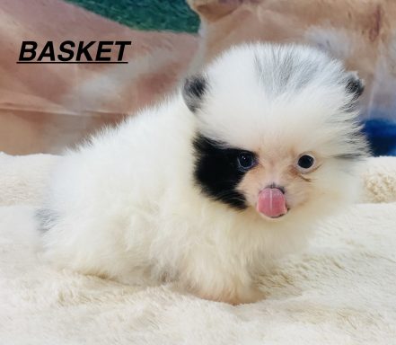 BASKET 01/09