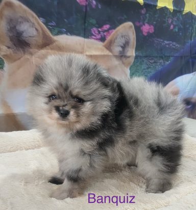 BANQUIZ 01/09