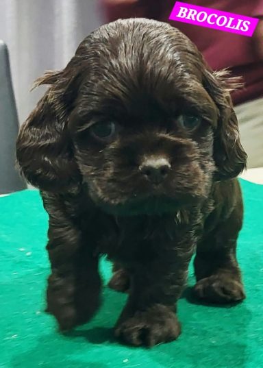 BROCOLIS 1MOIS