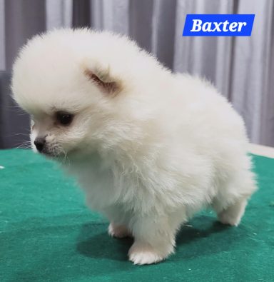BAXTER 1MOIS ET 10JOURS
