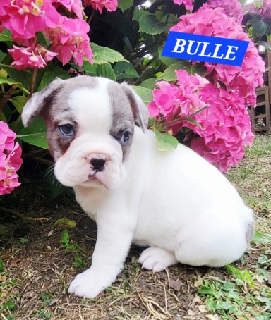 BULLE 1MOIS