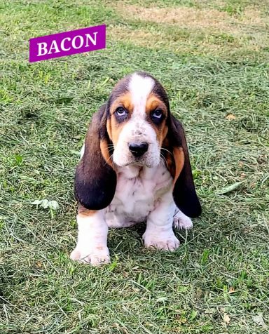 BACON 7SEMAINES
