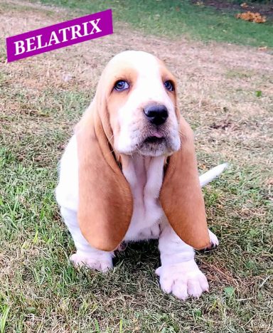 BELATRIX 7SEMAINES