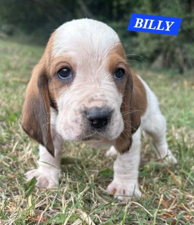 BILLY 1MOIS