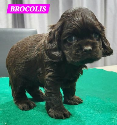 BROCOLIS 1MOIS