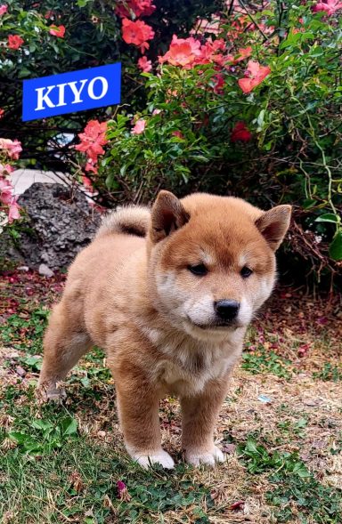 KIYO 1MOIS ET DEMI