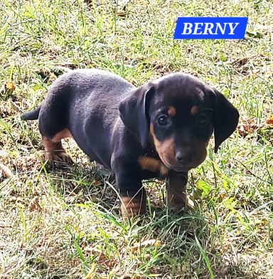 BERNY 5SEMAINES