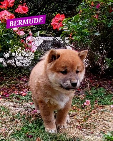 BERMUDE 1MOIS ET DEMI