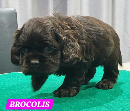 BROCOLIS 1MOIS