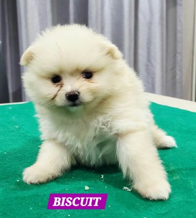BISCUIT 1MOIS ET 10JOURS