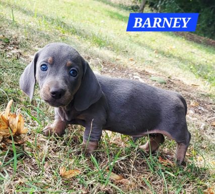BARNEY 5SEMAINES