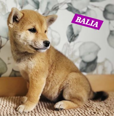 BALIA 2MOIS ET DEMI