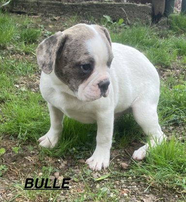 BULLE 01/09