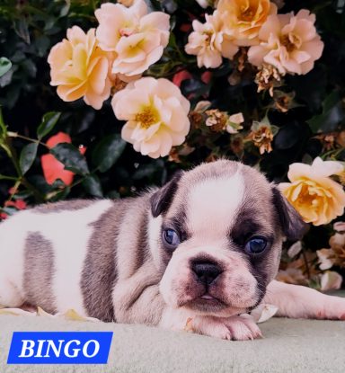 BINGO 3SEMAINES