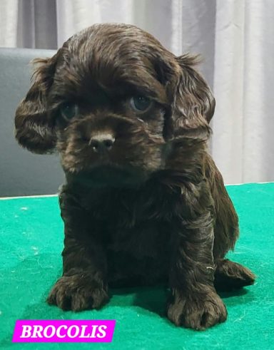 BROCOLIS 1MOIS