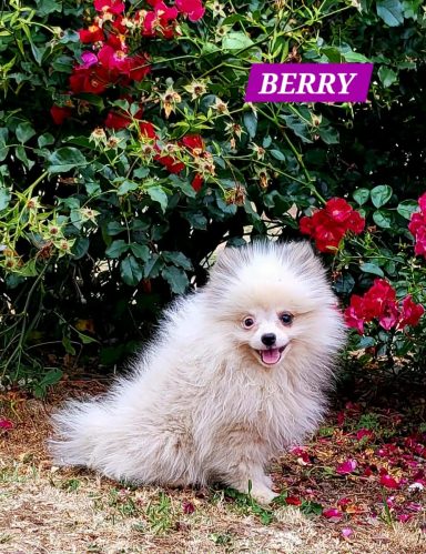 BERRY 14/07