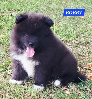 BOBBY 1 MOIS ET DEMI