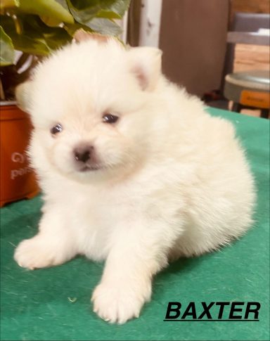 BAXTER 1MOIS