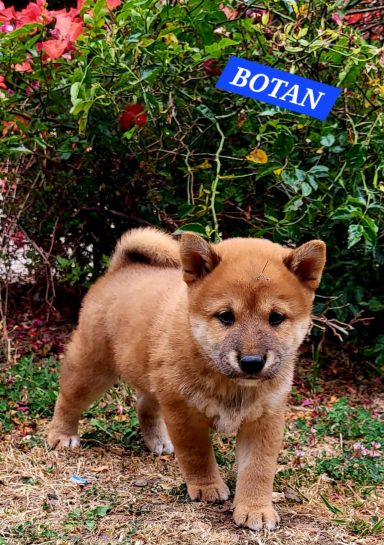 BOTAN 1MOIS ET DEMI
