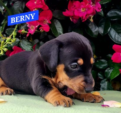 BERNY 4SEMAINES