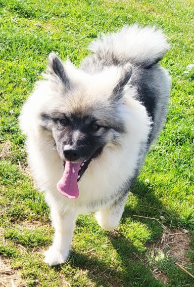 VIXIE