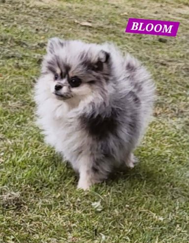 BLOOM 01/07
