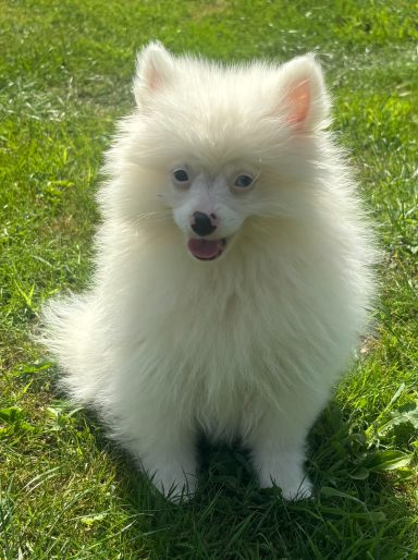 BIANCA 3MOIS
