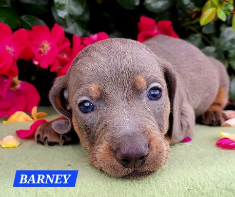 BARNEY 4SEMAINES