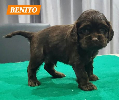 BENITO 1MOIS