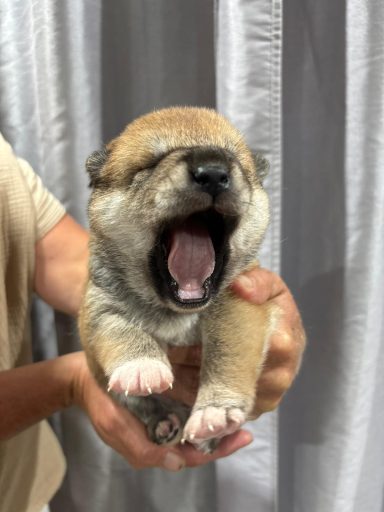 BOTAN 3semaines