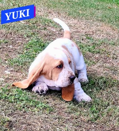 YUKI 7SEMAINES