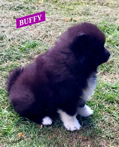 BUFFY 1MOIS ET DEMI
