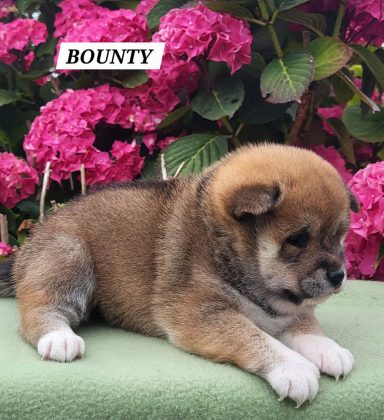 BOUNTY 1MOIS