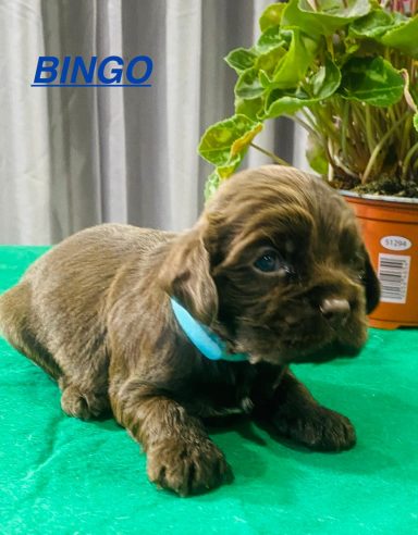 BINGO 3SEMAINES
