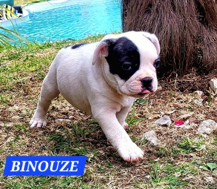 BINOUZE 1MOIS ET DEMI